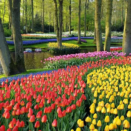Bed & Breakfast Zuidplas 3*
